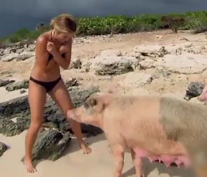 Vidéo : Des prétendantes du Bachelor US attaquées par… des cochons !