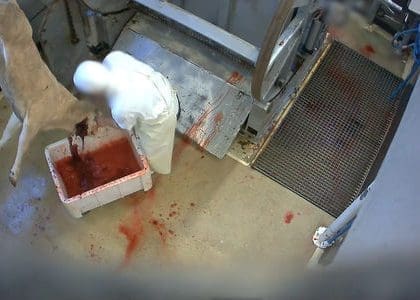 Une nouvelle vidéo d'animaux égorgés vivants et maltraités dans des abattoirs français