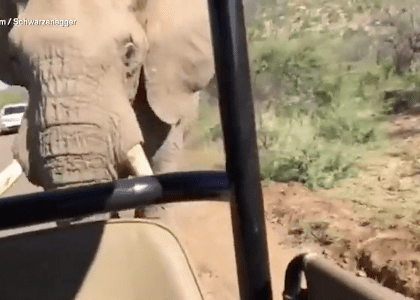 Vidéo : Quand Arnold Schwarzenegger se fait charger par un éléphant