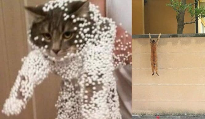 entrevue-chat-lol