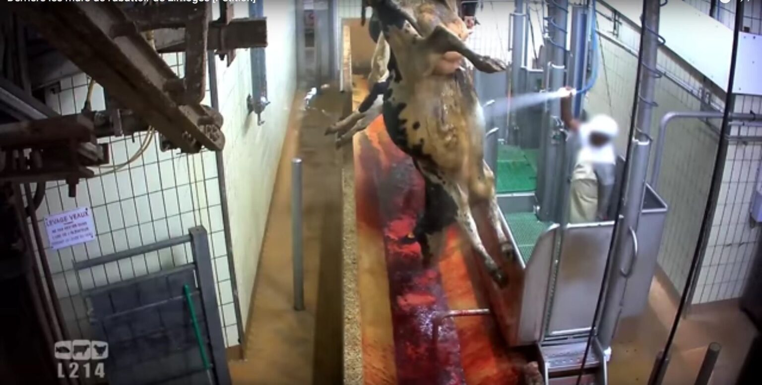 abattoir