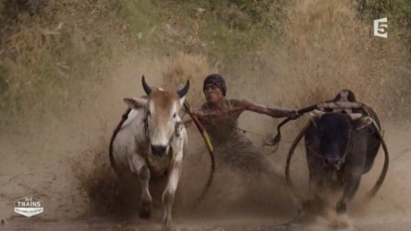 Une tradition indonésienne hallucinante !
