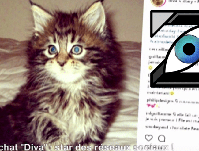 [Zap Télé] Diva : un chat plus heureux que vous ! (18/01/18)