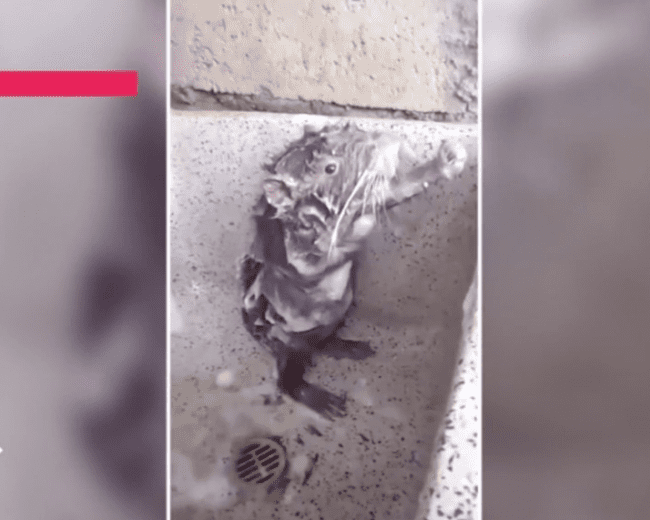 INCROYABLE : Un rat qui se savonne !!!