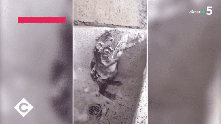 INCROYABLE : Un rat qui se savonne !!!