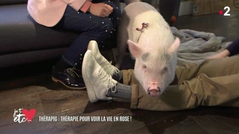 La thérapie du cochon !