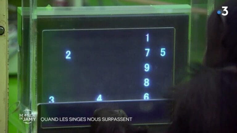 Un singe plus intelligent qu'un humain !