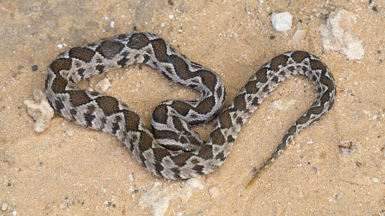 Mordu par une vipère pendant sa sieste en montagne (Pyrénées-Atlantiques)