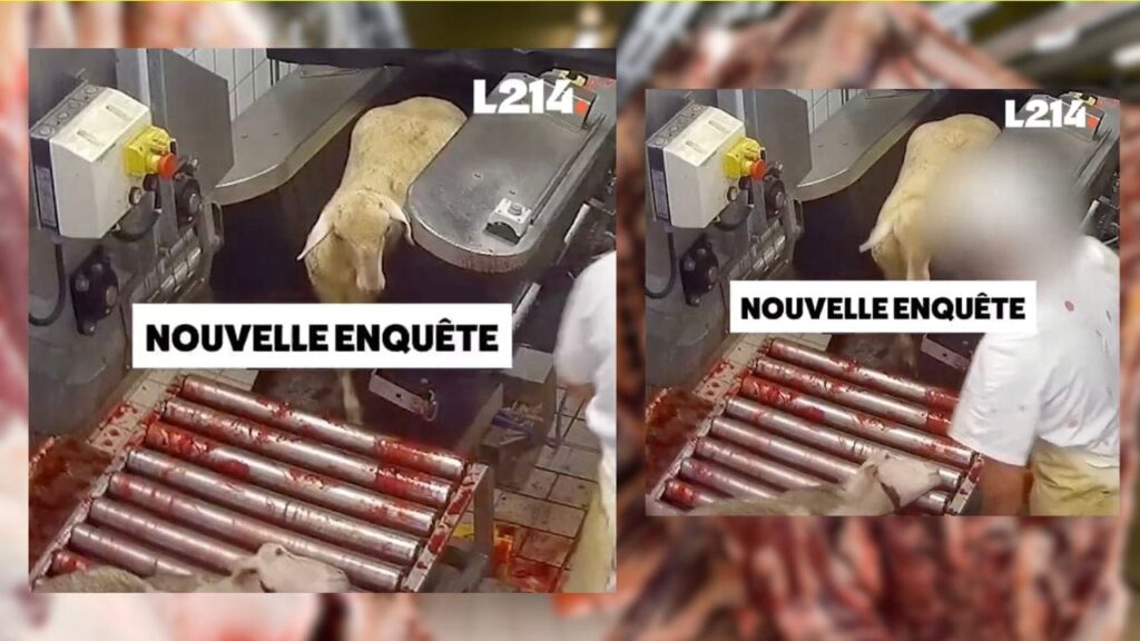 Enquete L214