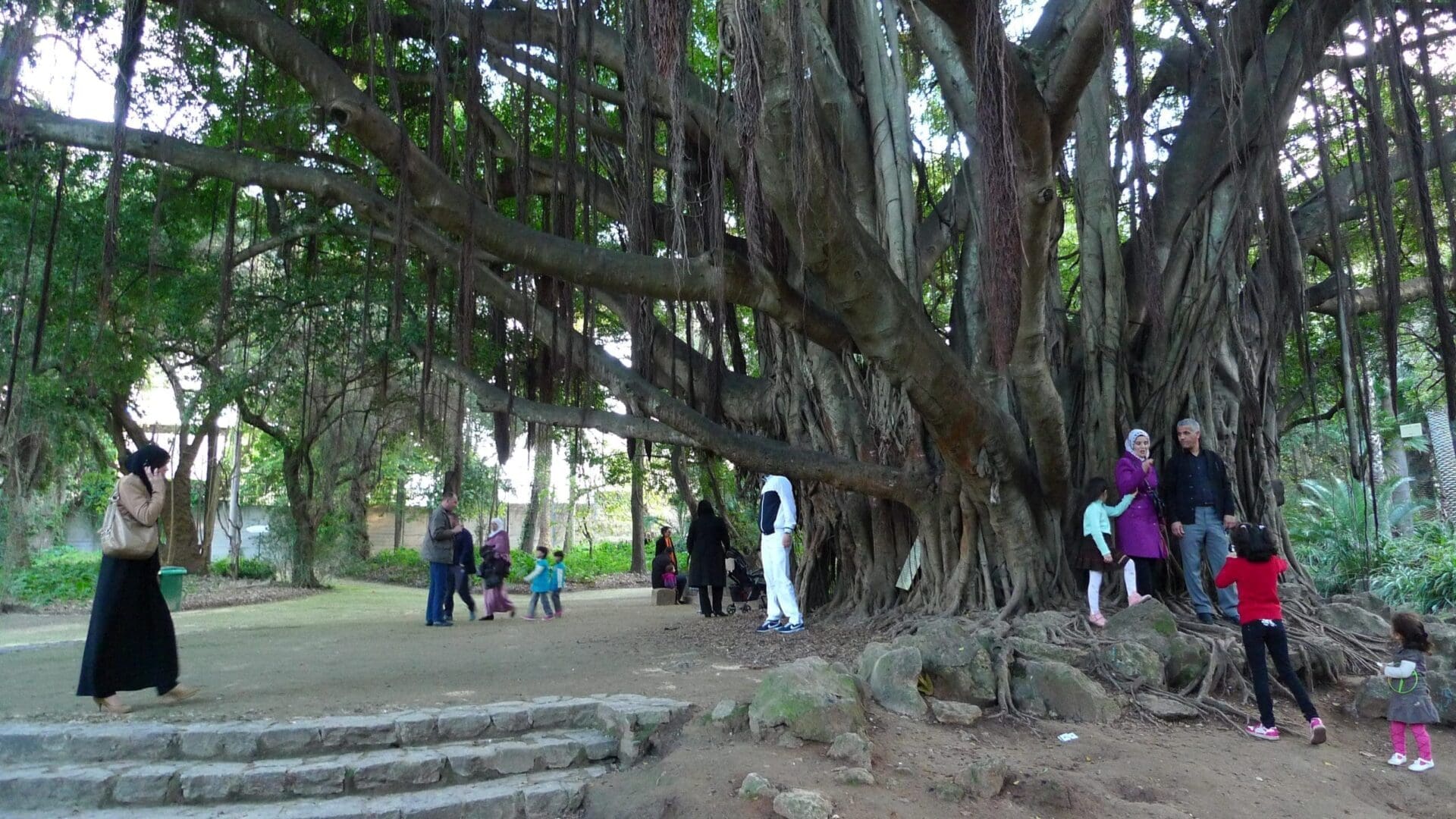 le jardin d&rsquo;essai, alger