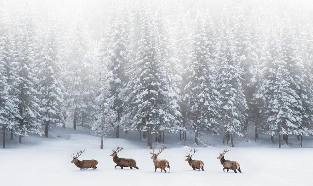 CARIBOU
