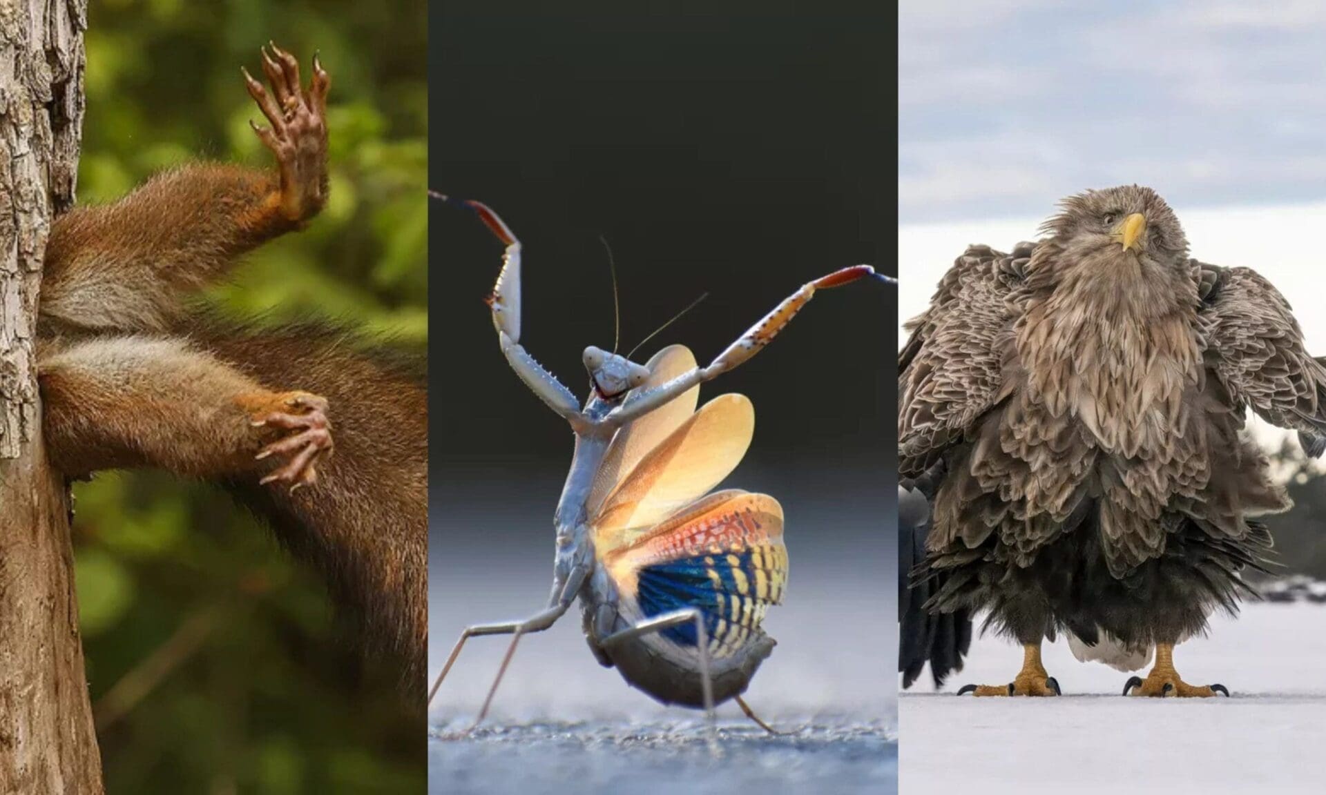Un écureuil coincé et des manchots en gang : l’humour au cœur des Comedy Wildlife Photography Awards 2024