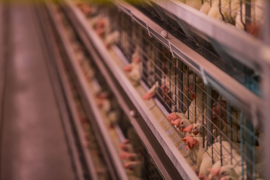 Grippe aviaire : une mutation détectée chez un patient américain inquiète les experts