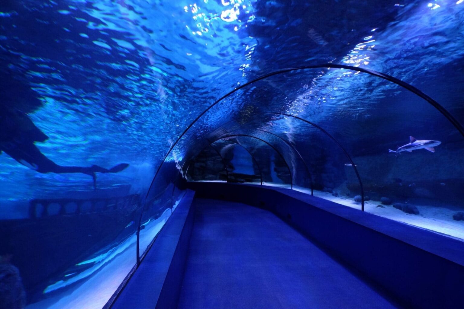 Turkish oceanarium inside
