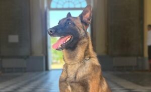 Pulaar police dog