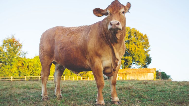 Salon de l’Agriculture : Oupette, la vache limousine égérie de l’édition 2025