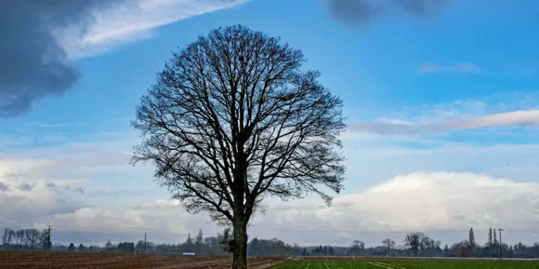 Météo du jeudi 20 février : douceur généralisée et ambiance printanière