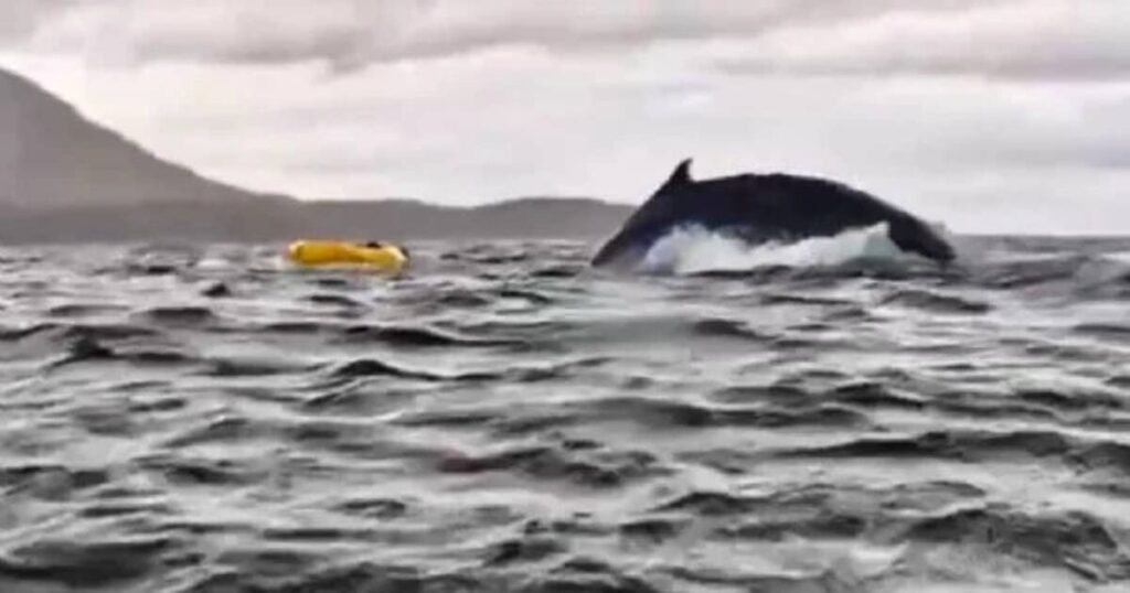 Chili, un jeune kayakiste brièvement avalé par une baleine à bosse.