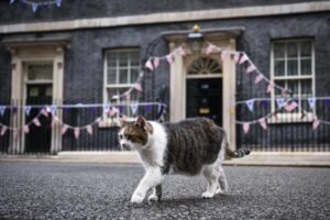Royaume-Uni : un mystérieux raseur de chats sème l’inquiétude dans un village