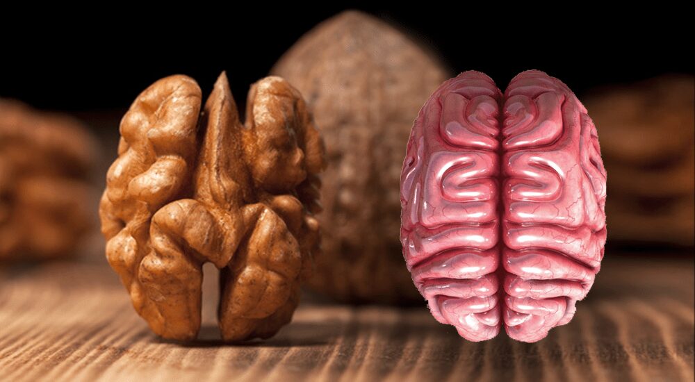 8 Aliments super-puissants qui renforcent le cerveau
