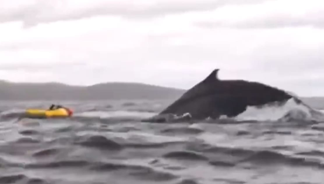 VIDÉO - Un kayakiste englouti par une baleine à bosse puis recraché quelques secondes plus tard, dans le détroit de Magellan