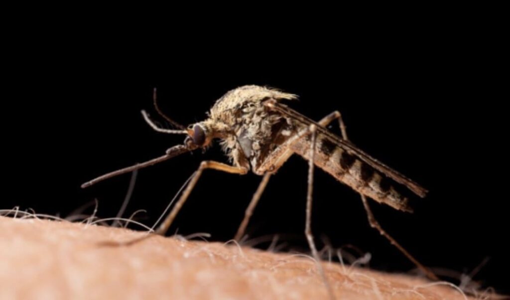 Une prime pour chaque moustique tué afin de lutter contre la dengue