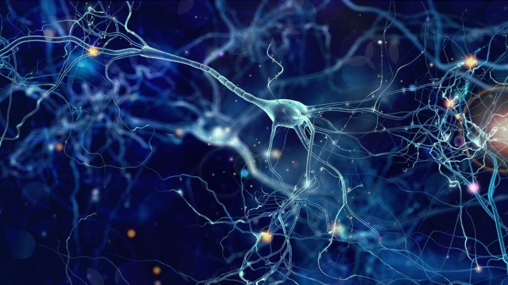 Des chercheurs identifient des neurones responsables de la sensation de satiété