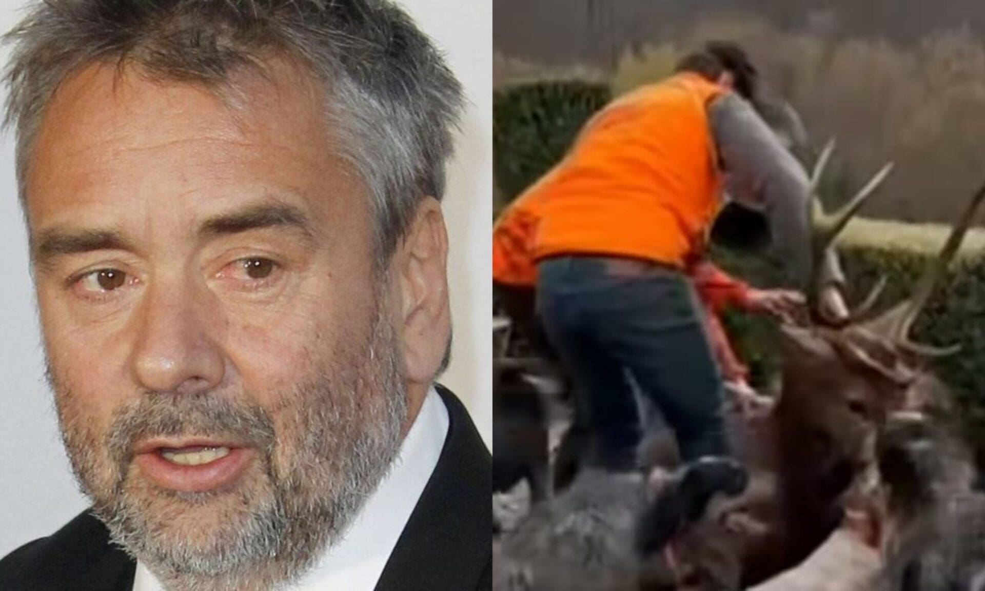 “Ils l’ont massacré” : Luc Besson porte plainte après l’abattage d’un cerf sur sa propriété