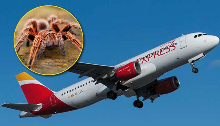 Le pilote d'un Airbus d'Iberia mordu par une tarentule, une araignée géante dont il était allergique