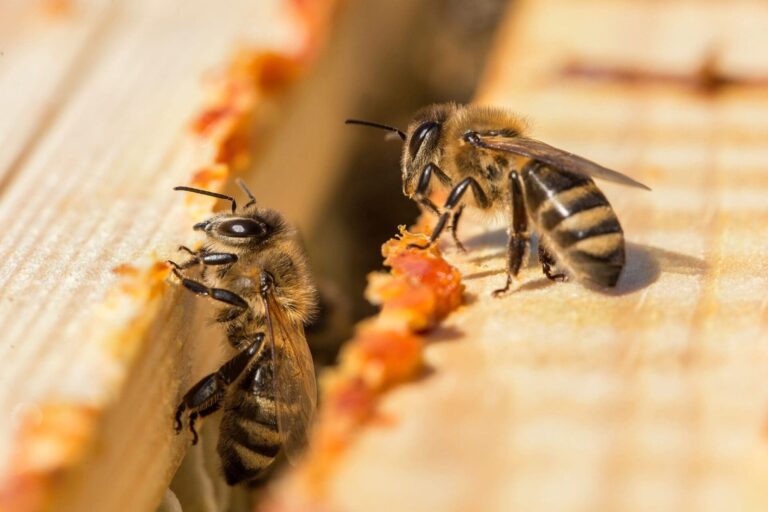 L'abeille peut compter de gauche à droite comme les humains