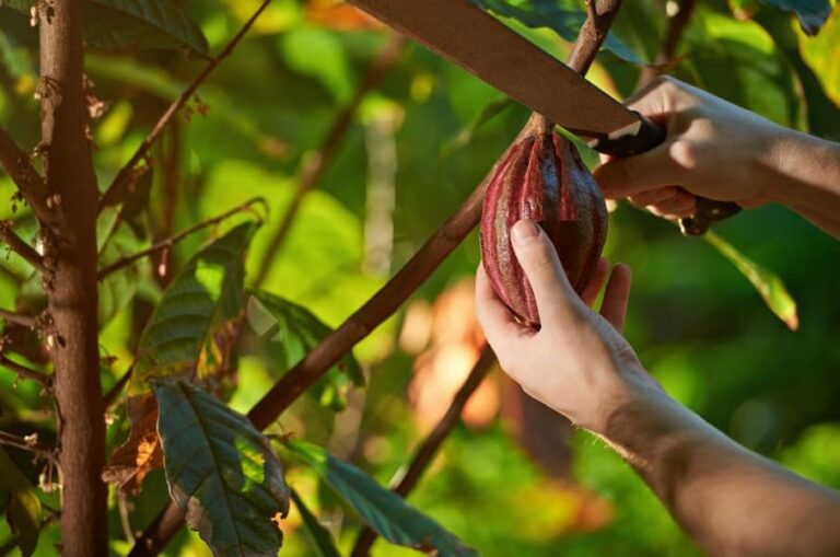 Le changement climatique a un impact négatif sur la culture du cacao
