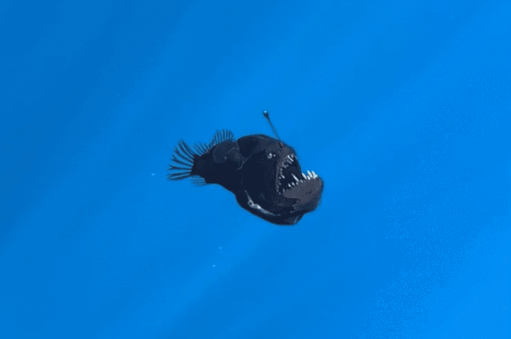 Le poisson démon capturé par les scientifiques