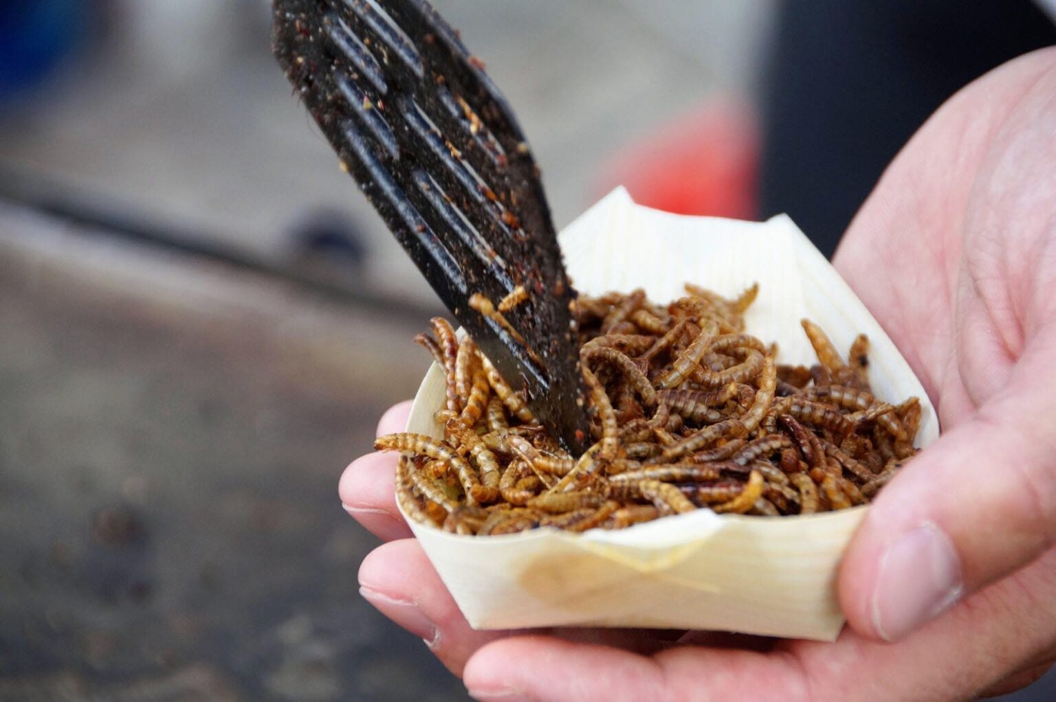 Les insectes feront ils partie de notre alimentation