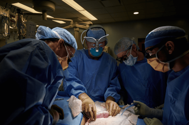 Les scientifiques placent de grands espoirs dans la transplantation d’organes de porc pour sauver des milliers de patients