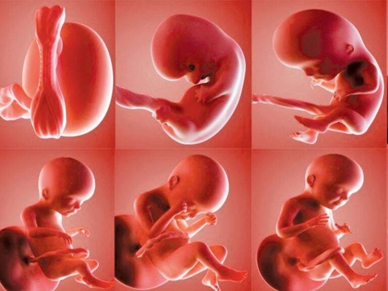 L&rsquo;intelligence artificielle diagnostique les malformations cardiaques congénitales pendant la grossesse