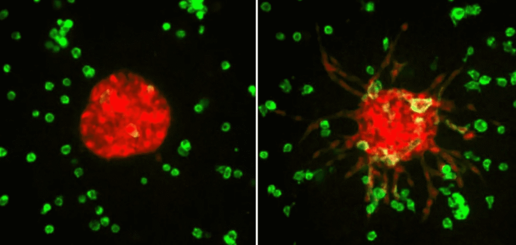 &lsquo;énigme de la force des cellules cancéreuses