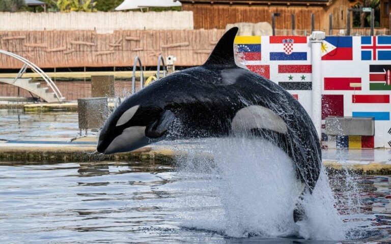 Orques de Marineland : Pannier-Runacher plaide pour un sanctuaire européen