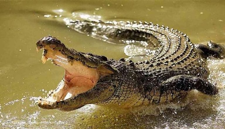 Un crocodile provoque la panique dans la province de Charqiya, en Égypte