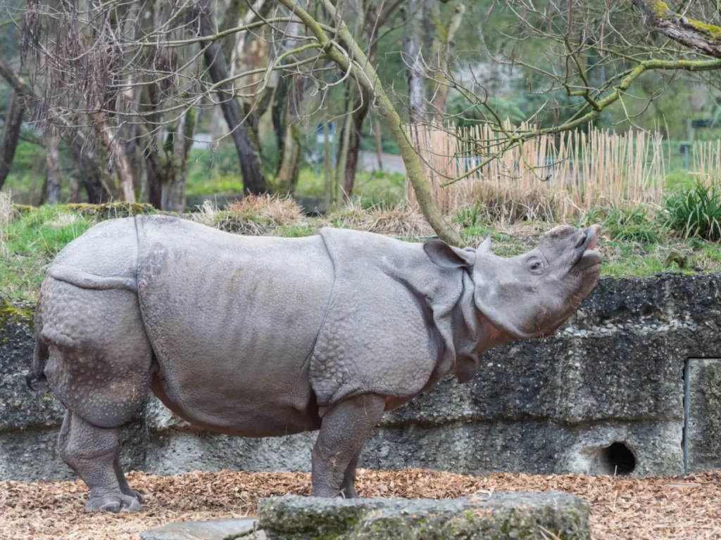 Un homme attaque un rhinocéros dans un zoo en Suisse