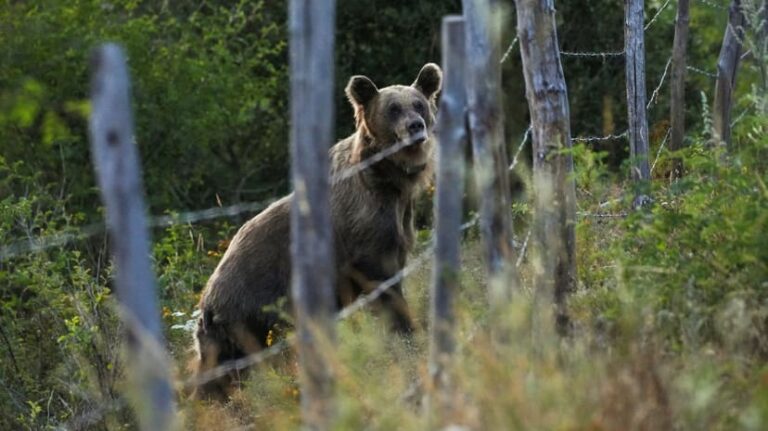Un ours attaque une famille en Slovaquie