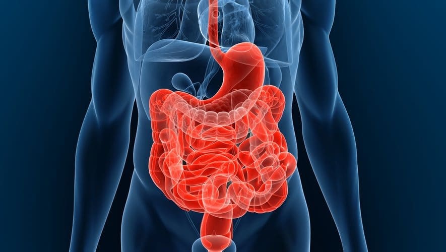 Une alternative naturelle prometteuse contre l’inflammation intestinale