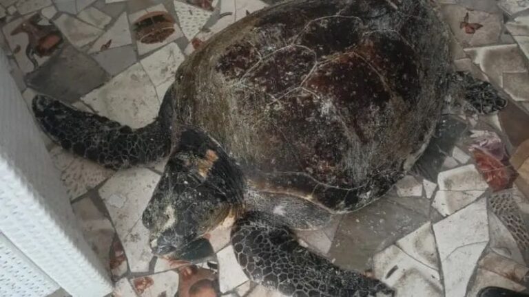 Une tortue centenaire venue de Grèce retrouvée sur une plage d'Alexandrie