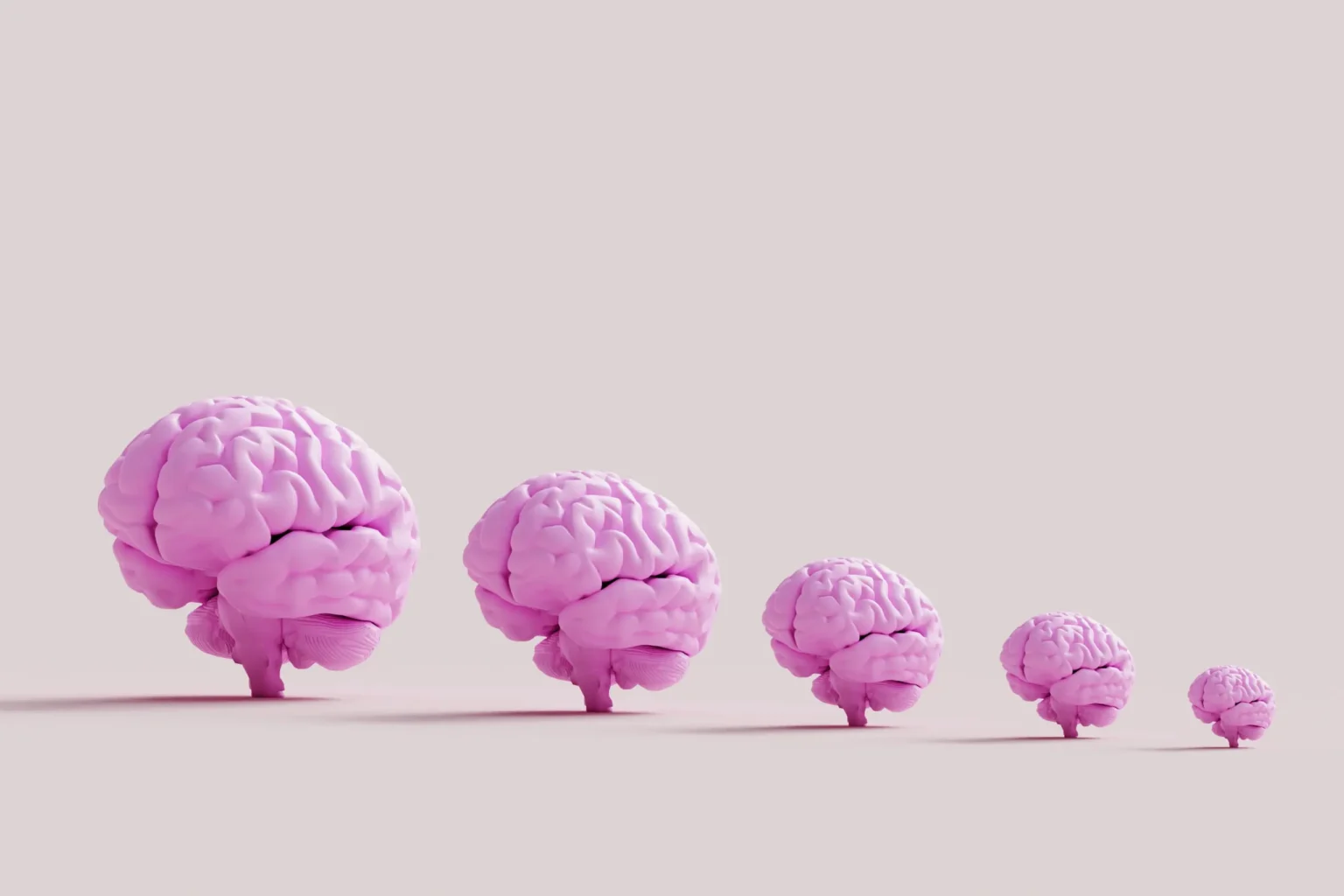 cerveau