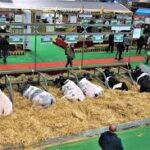 4000 paires de fesses au Salon de l’Agriculture 