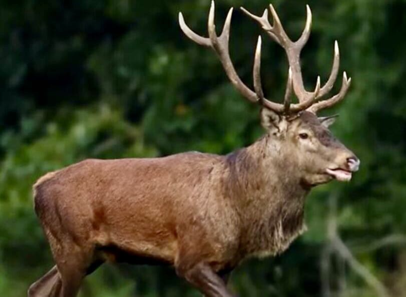 Colère chez les défenseurs des animaux: Brutus, le dernier grand cerf de la forêt de Laigue (Oise), a été abattu par des chasseurs