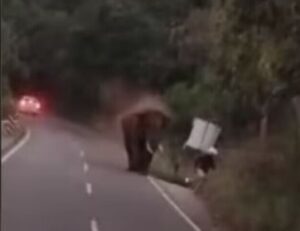 INDE – Accident mortel de scooter entre un touriste allemand et un éléphant