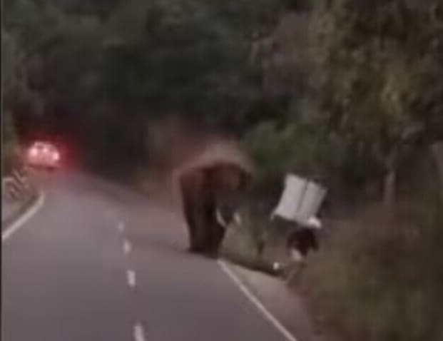 INDE - Accident mortel de scooter entre un touriste allemand et un éléphant