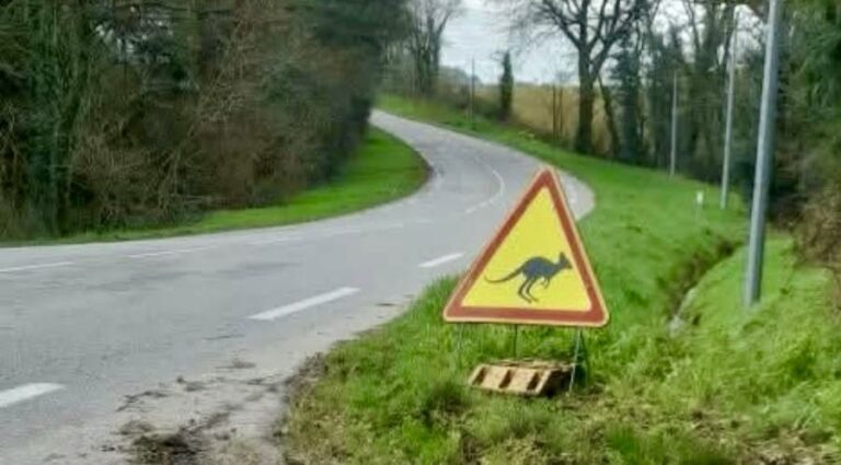 INSOLITE – Un wallaby en liberté aperçu dans une commune de Bretagne