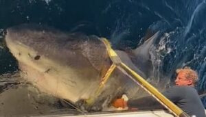Floride: des scientifiques parviennent à marquer le plus grand requin blanc jamais observé dans l’Atlantique