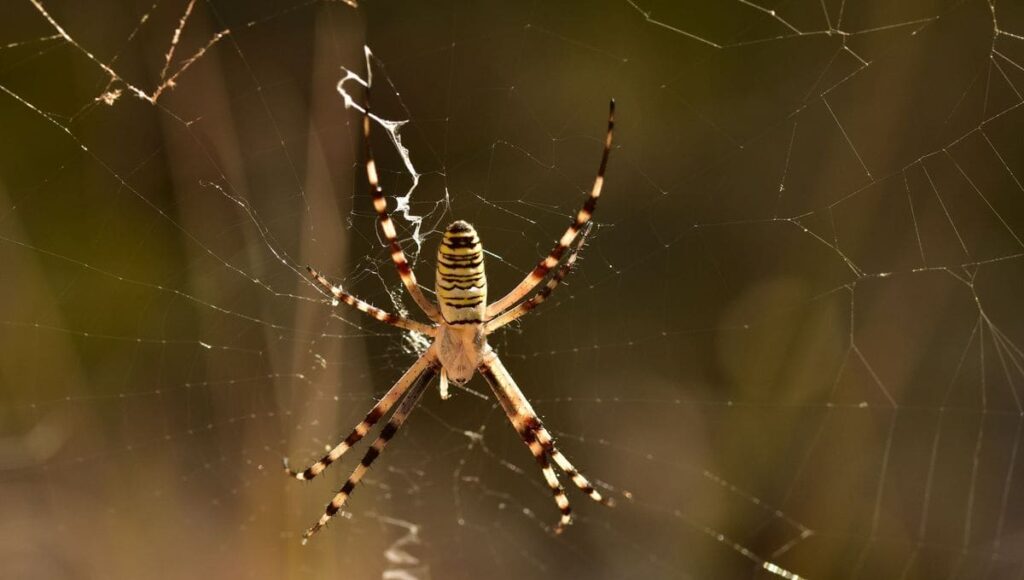 沃克吕兹：蜘蛛引发恐慌，导致正面碰撞